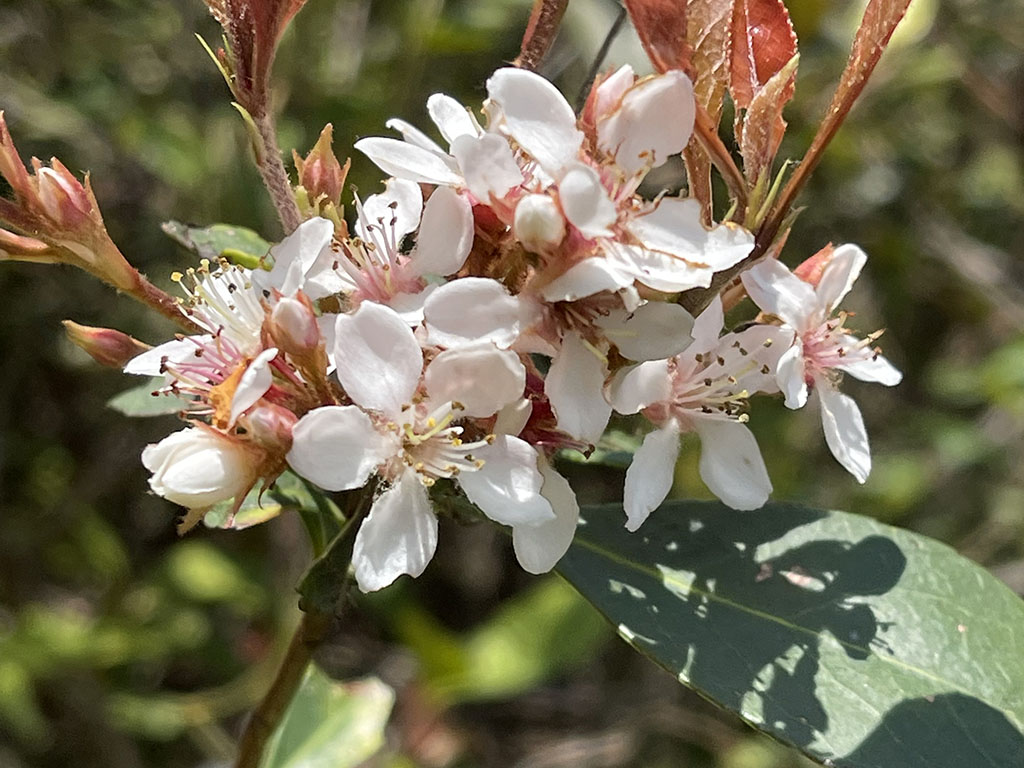 Common Melastoma flowers, Olympic Trail