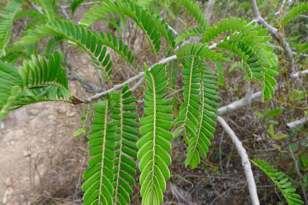 Uniform leaves of the Indian gooseberry, Dog Teeth Range & Tiger’s Roar