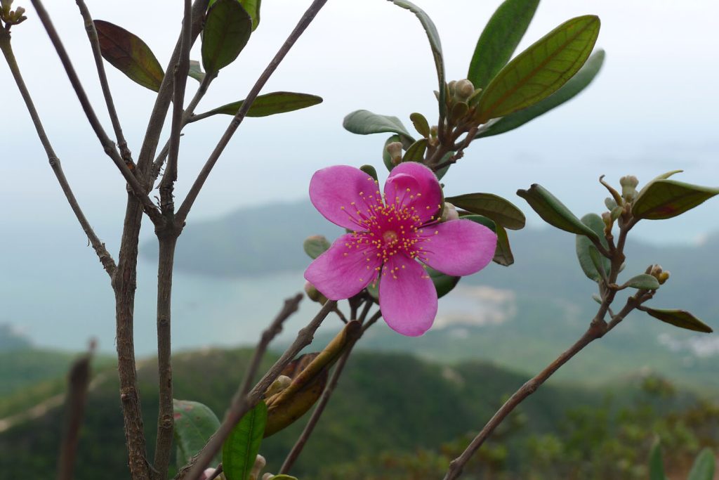 Rose myrtle in full bloom, Dog Teeth Range & Tiger’s Roar