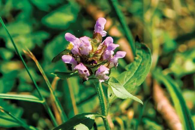 A bee lodged between the delicate petals of the perennial alfalfa (also known as lucerne), Olympic Discovery Trail