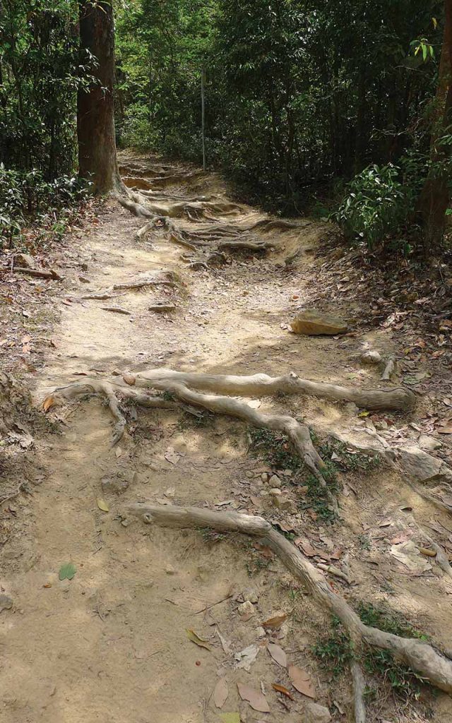Thick tree roots cut through the trail, Dogs Teeth Range
