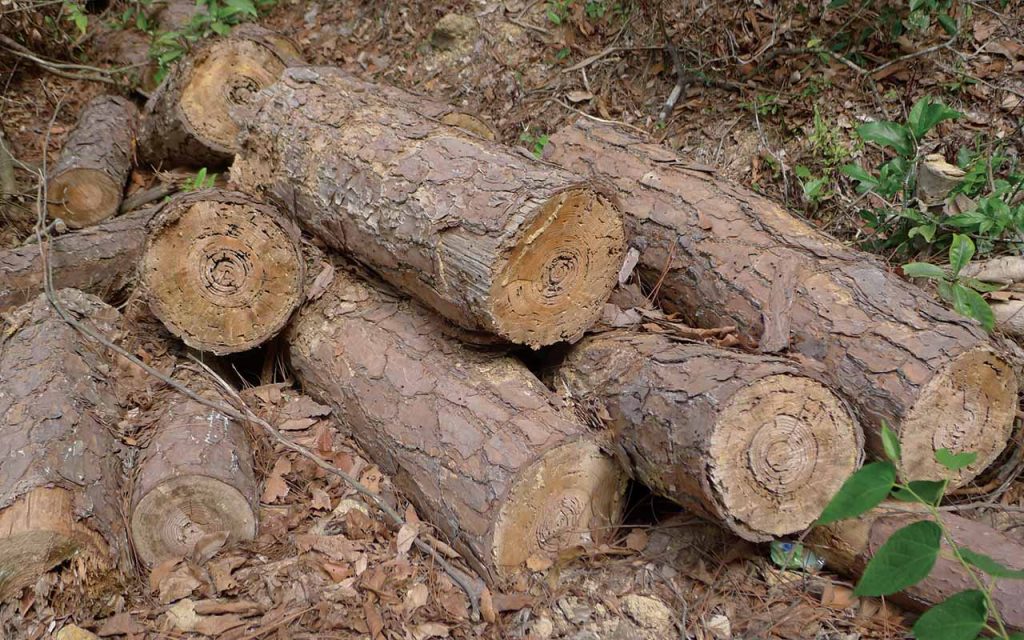 An abandoned heap of logs, Dogs Teeth Range