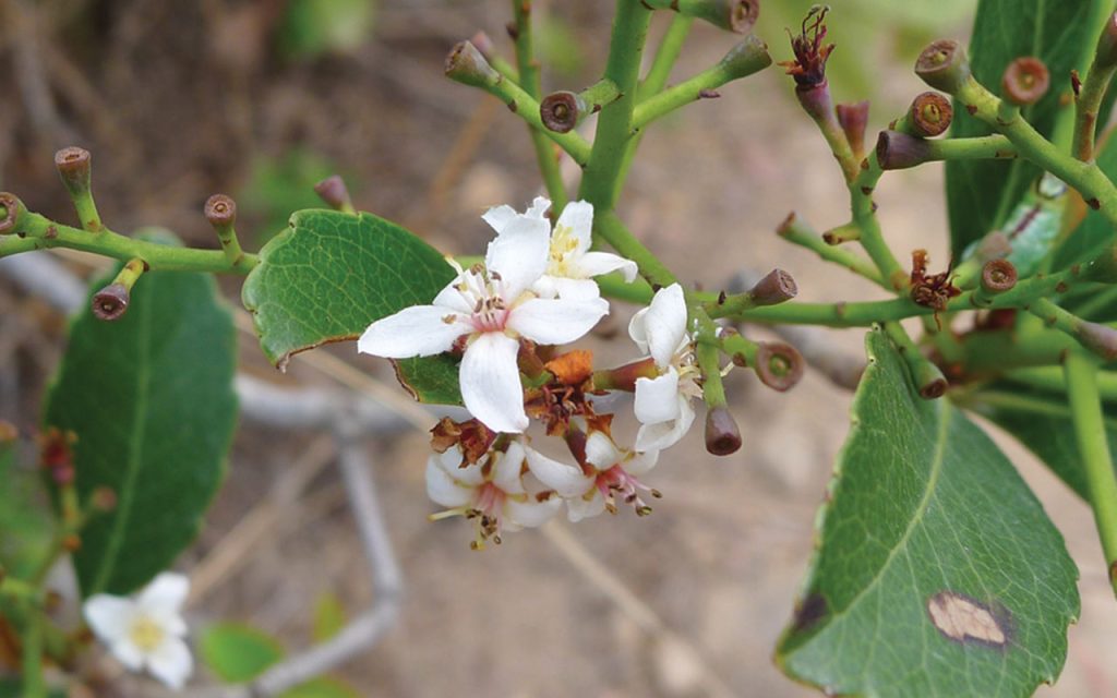 A cluster of Indian Hawthorne, Dogs Teeth Range