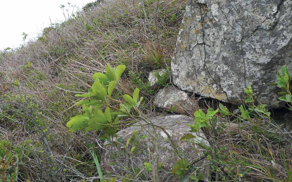Green leaves take root in front of a boulder, Dogs Teeth Range