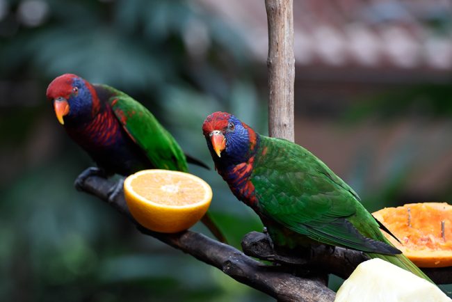 A pair of Rainbow lorikeets at The Edward Youde Aviary